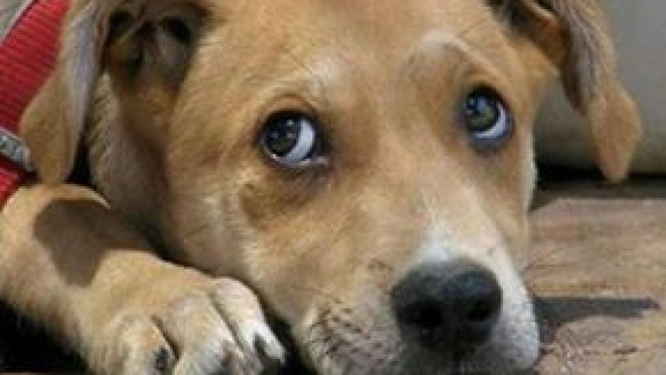 puppies